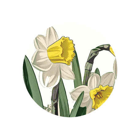 Afternoon Daffodil Flair Print Graphic By Jessica Dunn