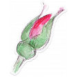 Bloom Pink Rose Bud Sticker