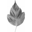 Leaf Template 032