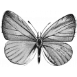 Butterfly Template 039