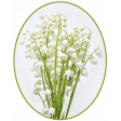 Lily-of-the-valley Flowers7