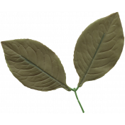 Leaf 017