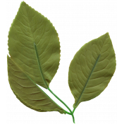 Bolivia Leaf