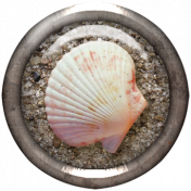 Seashell & Sand Brad