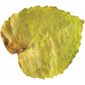 Pressed Leaf 02