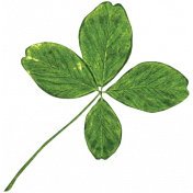 The Lucky One- Real 4 Leaf Clover