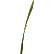 Blade of Grass 02