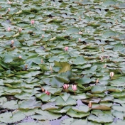 Pond Life- Lilypad Paper