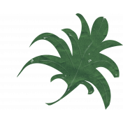 wet green leaf1