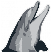 Dolphin 