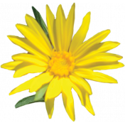 Yellow Flower