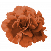 Orange Carnation 1