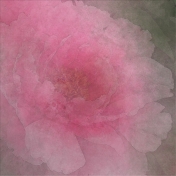 Peony in Pink Paper