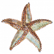 Sea Glass Starfish 