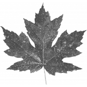 Autumn Day Maple Leaf Template