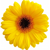 Flower- Yellow 3 Gerbera