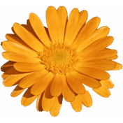 Plum & Marigold- Marigold Sticker Bright