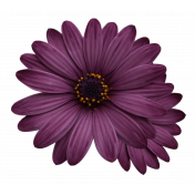 Plum & Marigold- Purple Daisy Sticker Dark