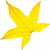 Yellow Leaf