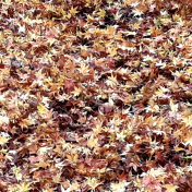 Autumn Fallen Leaves