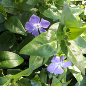 Periwinkles