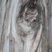 Gum Tree Knot