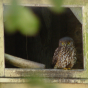 Little Owl