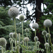 Pompom Flowers