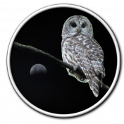 Moon Owl