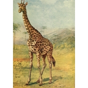 Ephemera African Animal 8