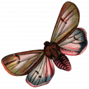 Thanksgiving Butterfly 21- Pink