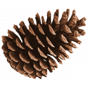 The Good Life: December 2022 pine cone