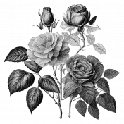 Rose Sticker 4