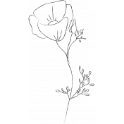 Drawn Flowers- Templates- Sketch Eschscholzia