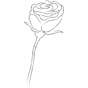 Drawn Flowers- Templates- Sketch Rose