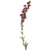 Jane- Elements- Pink Dried Flower