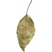 Leaves No.1 – Leaf 10