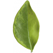 Leaves No.3 – Leaf 3