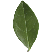 Leaves No.3 – Leaf 4