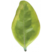 Leaves No.3 – Leaf 10