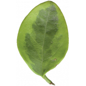 Leaves No.3 – Leaf 12