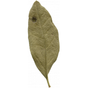 Leaves No.10 – Leaf 04