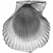 Sea Shells Vol.I-04 template