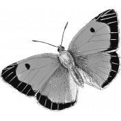 Butterfly Template 047