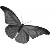 Butterfly Template 050