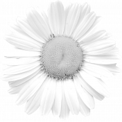 Flower Template 008