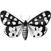 Butterfly Template 054
