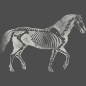 Chills & Thrills Horse Chalk Skeleton Stamp 