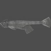 Chills & Thrills- Fish Chalk Skeleton Stamp 1 