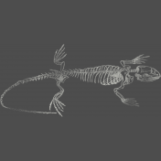 Chills & Thrills- Lizard Chalk Skeleton Stamp 2 